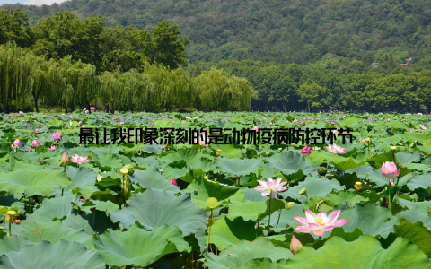 最让我印象深刻的是动物疫病防控环节