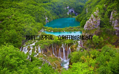 我们二话不说, 立刻开始给猪治疗