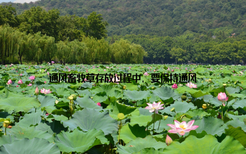通风畜牧草存放过程中, 要保持通风