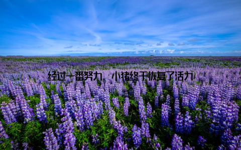 经过一番努力, 小猪终于恢复了活力