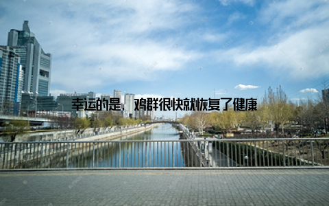 幸运的是, 鸡群很快就恢复了健康