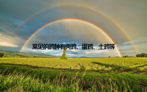 常见的鸡种有肉鸡、蛋鸡、土鸡等